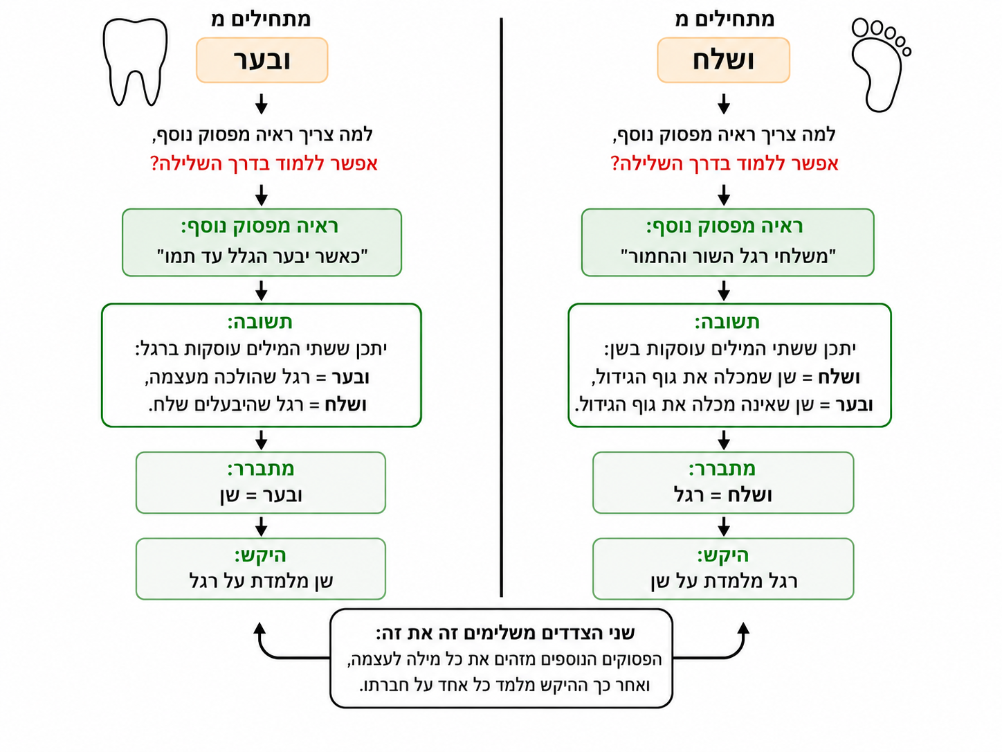 תרשים המציג את הדמיון בשלבי הדיון ביחס לשן וביחס לרגל.